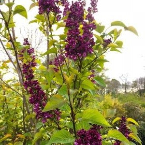 Syringa v. 'Charles Joly' - Sering