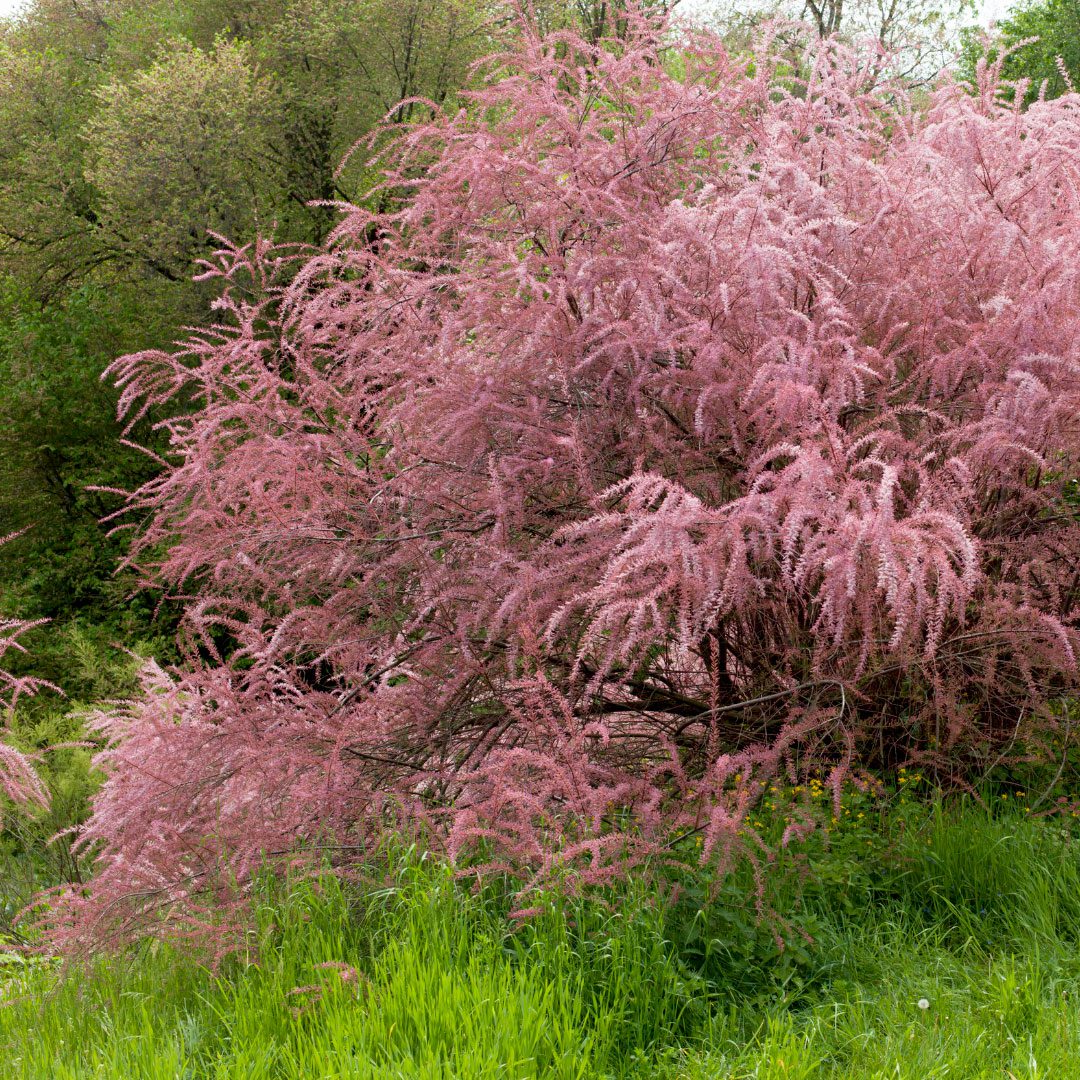 Tamarix tetrandra - Tamarisk