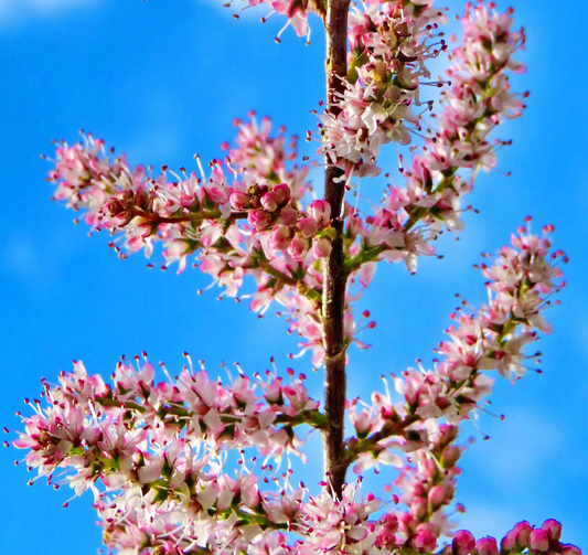 Tamarix tetrandra - Tamarisk