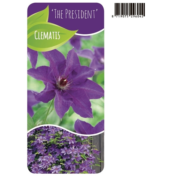 Clematis 'The President' - Paarse bosrank