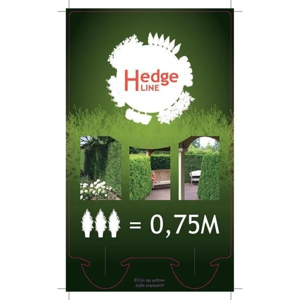 Thuja occidentalis 'King of Brabant' Pakket