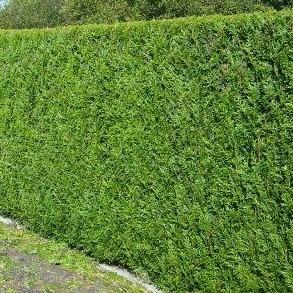 Thuja plicata 'Atrovirens' Coniferenhaag Voordeelpakket ca. 10 meter
