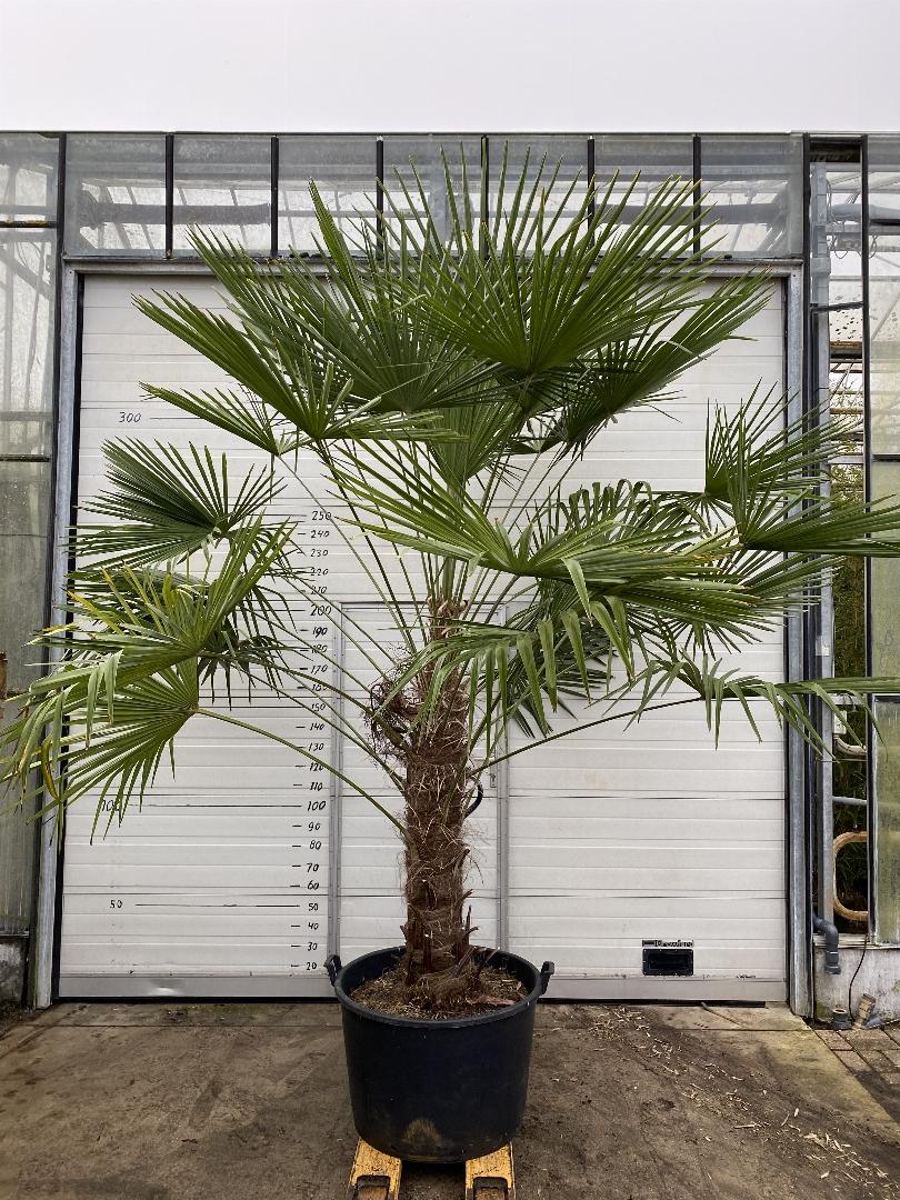 Trachycarpus fortunei - Chinese Henneppalm