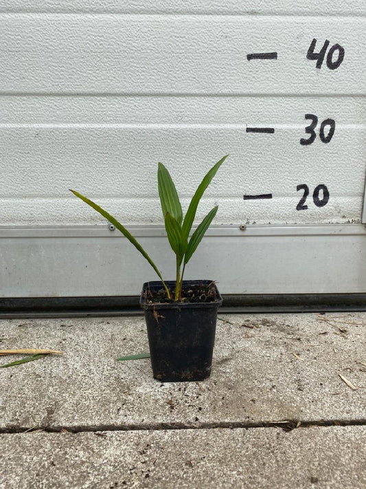 Trachycarpus fortunei - Chinese Henneppalm