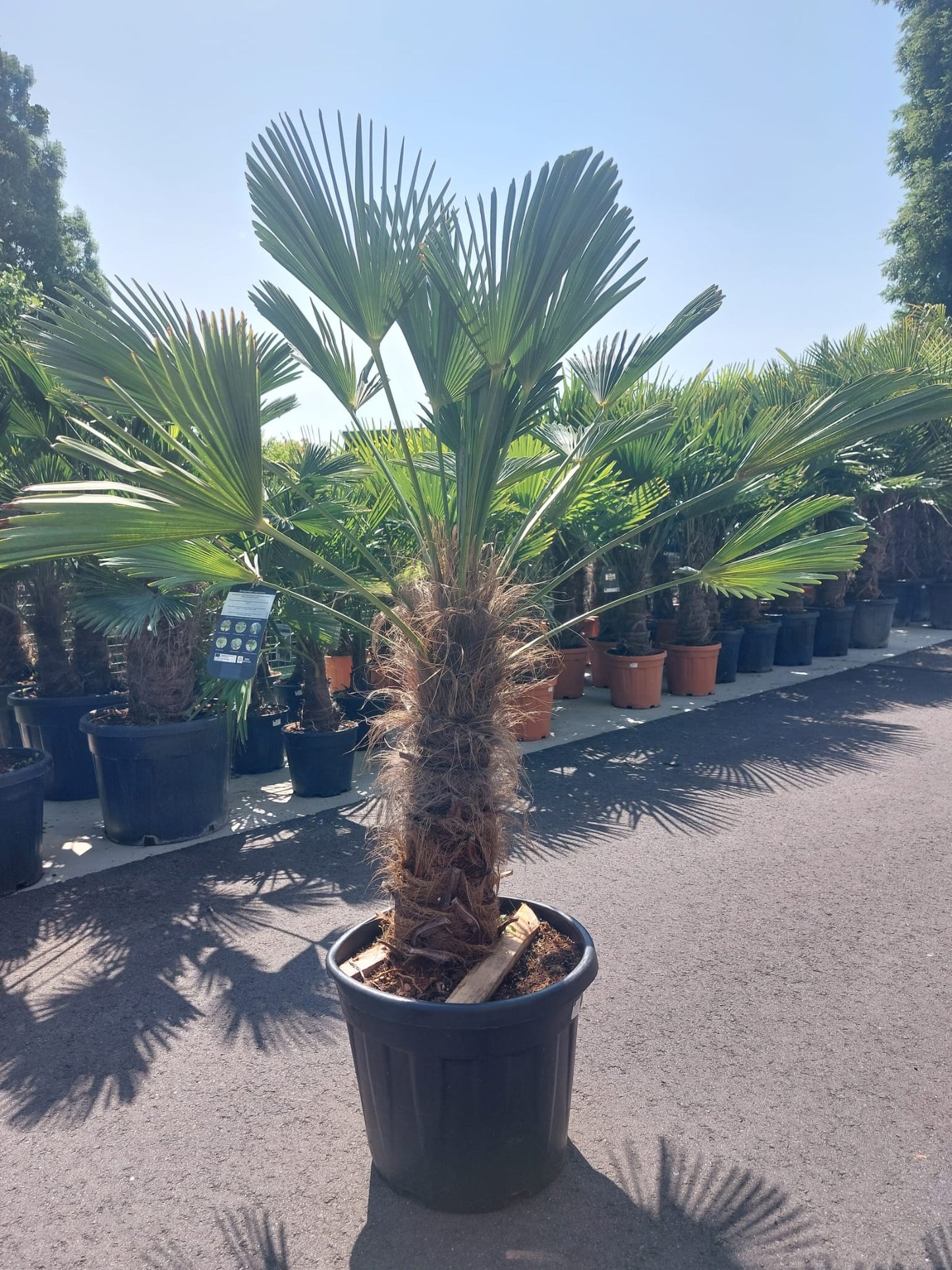 Trachycarpus fortunei 'Wagnerianus' 80-100cm