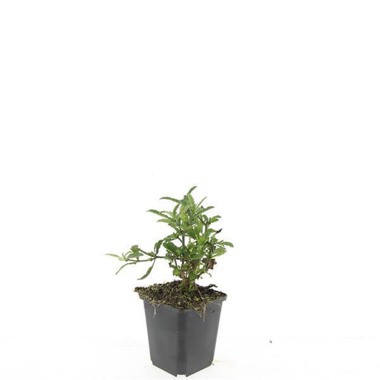 Violette verbena bloemen met fijne witte randen en donkerpaarse centra, op stelen in een zacht veld. Perfect voor tuinieren en decoratieve tuinontwerp.