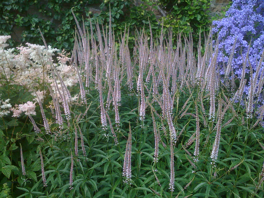 Veronicastrum virginicum 'Lavendelturm' - Ereprijs