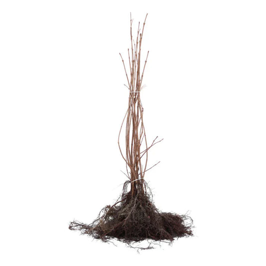 Witte bloemen met gele knoppen op groene bladeren, een prachtige tuinplant voor decoratieve tuinontwerp. Perfect voor bloemenliefhebbers en tuinbouwers die natuurlijke schoonheid zoeken.