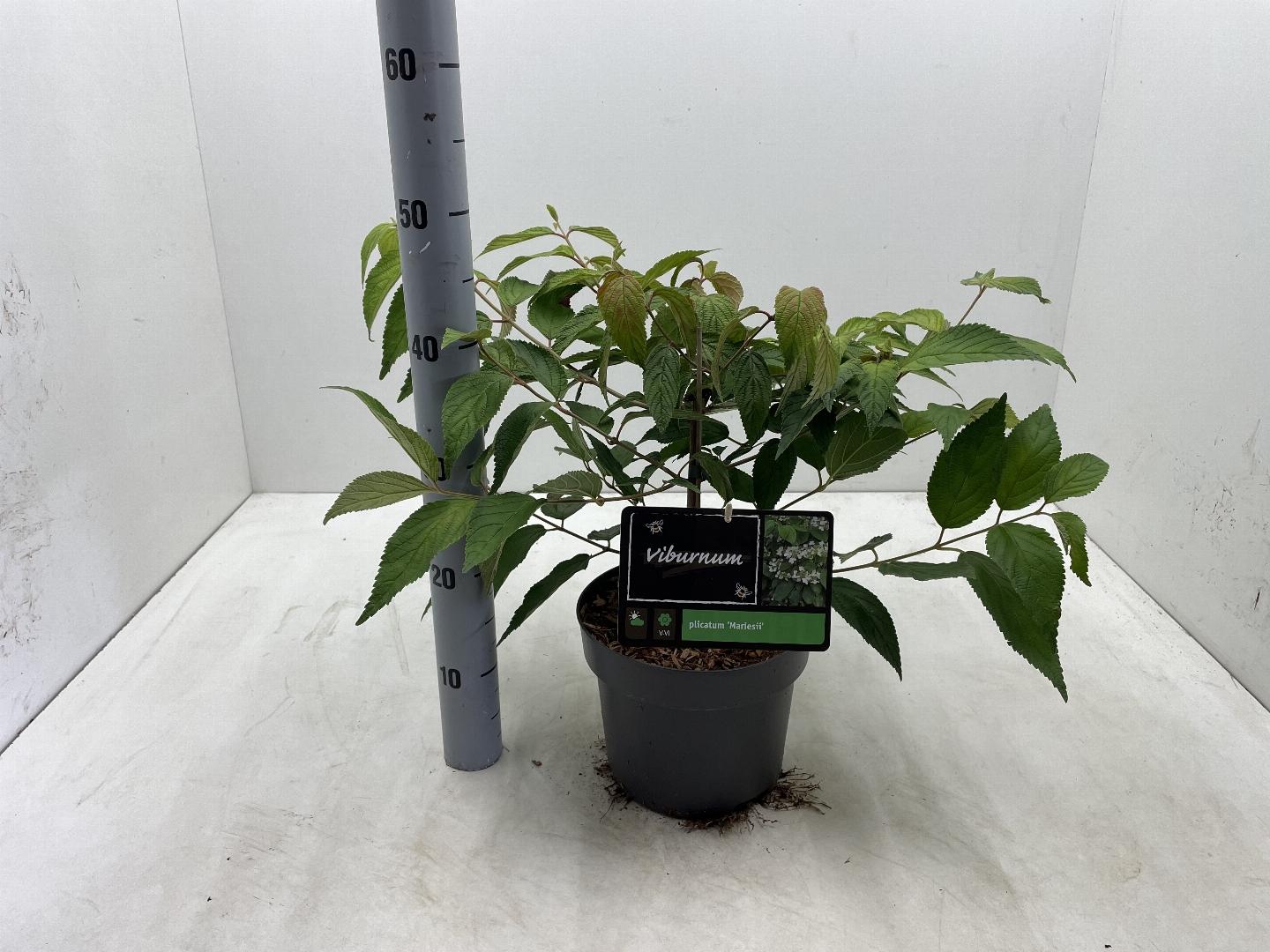 Viburnum plicatum 'Mariesii' - Japanse sneeuwbal