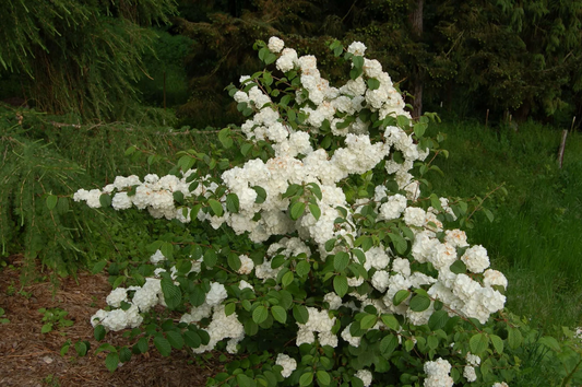 Viburnum plicatum 'Popcorn' - Japanse sneeuwbal