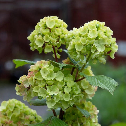 Viburnum plicatum 'Grandiflorum' - Japanse sneeuwbal