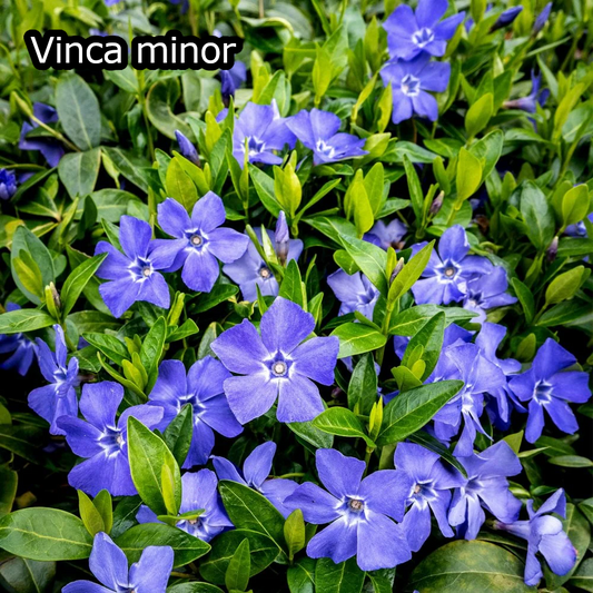 Borderpakket - Vinca 'Kleur' - 6m² - 72 planten
