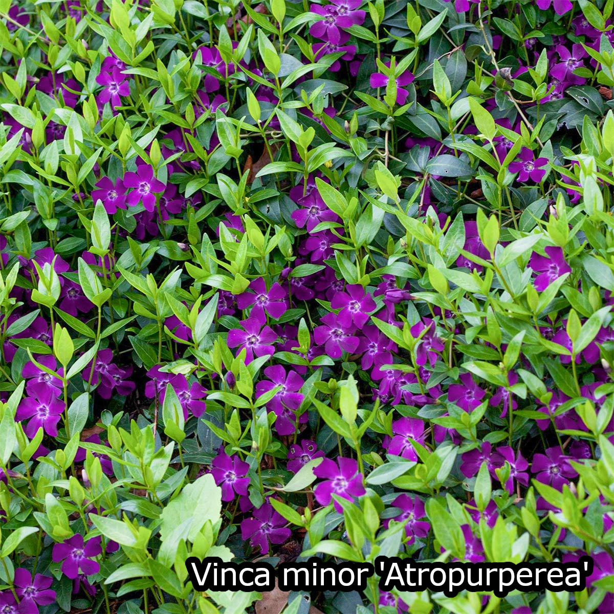 Borderpakket - Vinca 'Kleur' - 6m² - 72 planten