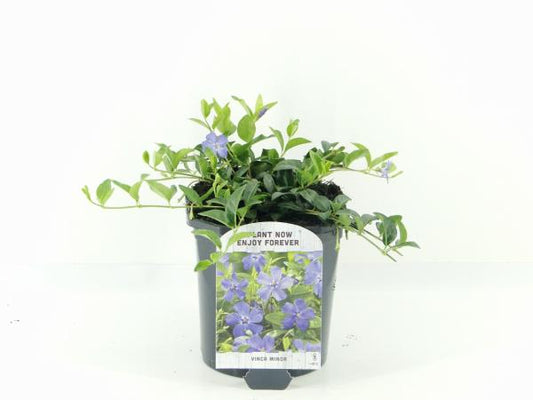 Violette vinca bloemen met witte centra, omringd door groene bladeren. Perfect voor tuinversiering en als decoratieve plant in bloembedden of als randplant.