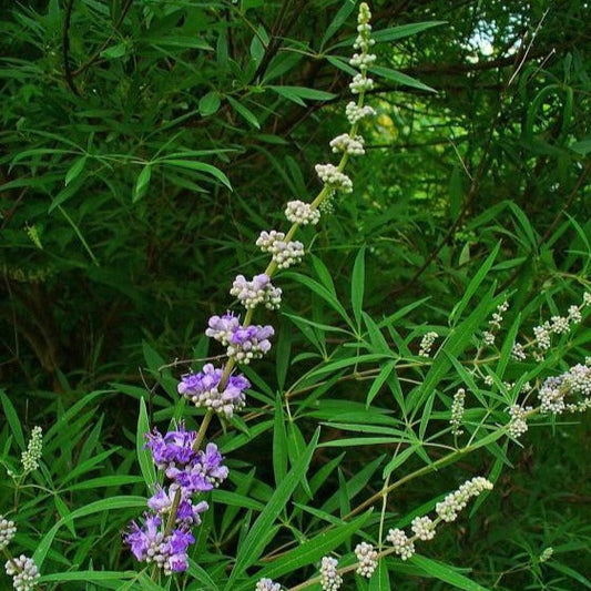 Vitex agnus-castus - Monnikenpeper