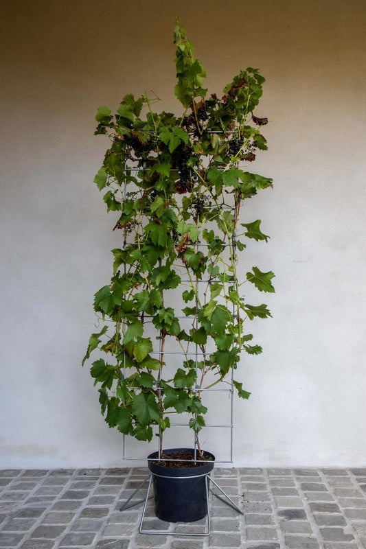 Vitis 'Boskoop Glory' - Blauwe druif - Haagelement