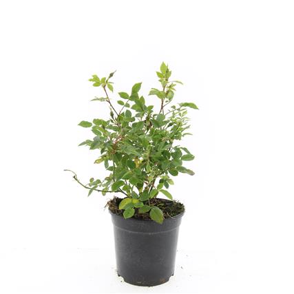 Rosa (P) 'Rote The Fairy' - Trosroos