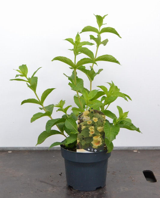 Weigela middendorffiana - Sierheester