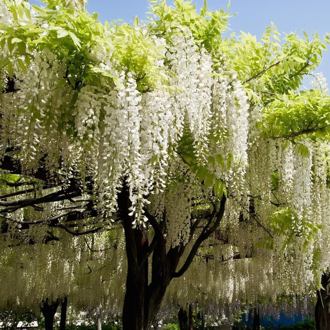 Wisteria floribunda 'Shiro-noda' - Japanse Witte Regen