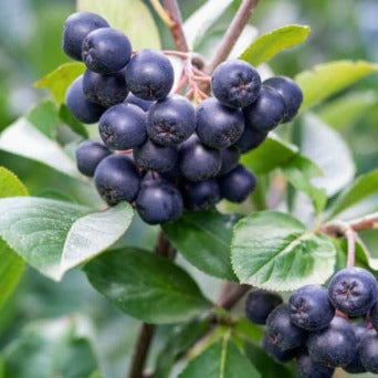 Aronia melanocarpa - Zwarte Appelbes haag blote wortel