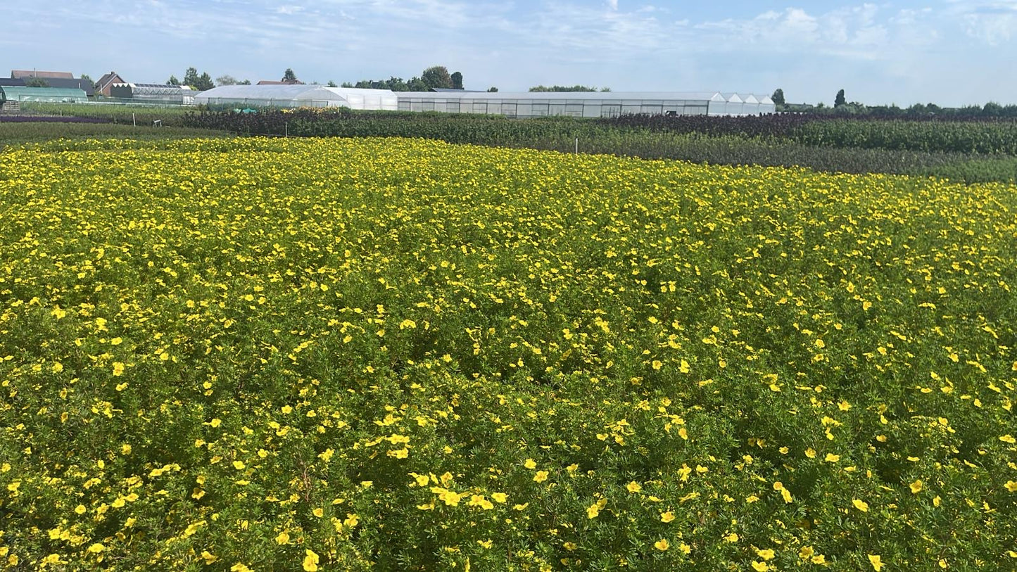 Potentilla frut. Goldfinger - Ganzerik Geel