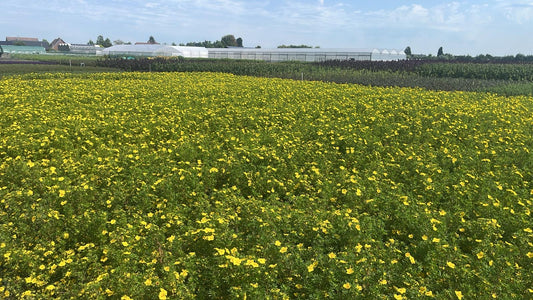 Potentilla frut. Goldfinger - Ganzerik Geel