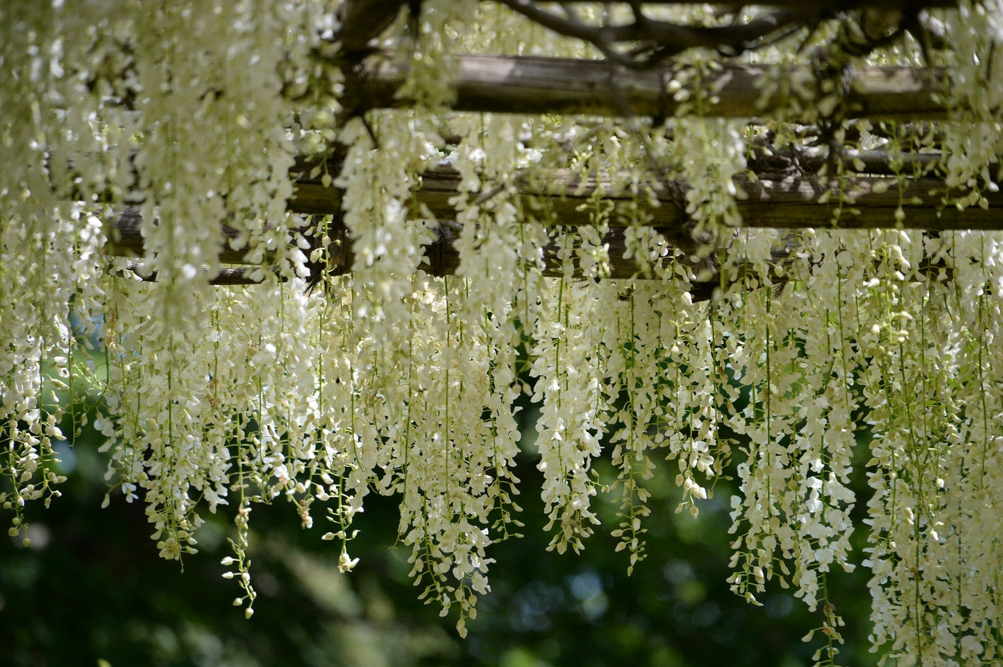 Wisteria macrostachya 'Clara Mack' - Witte Regen
