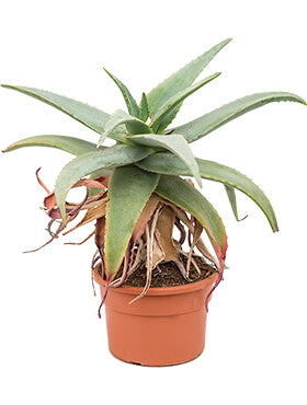 Aloe rubroviolacea