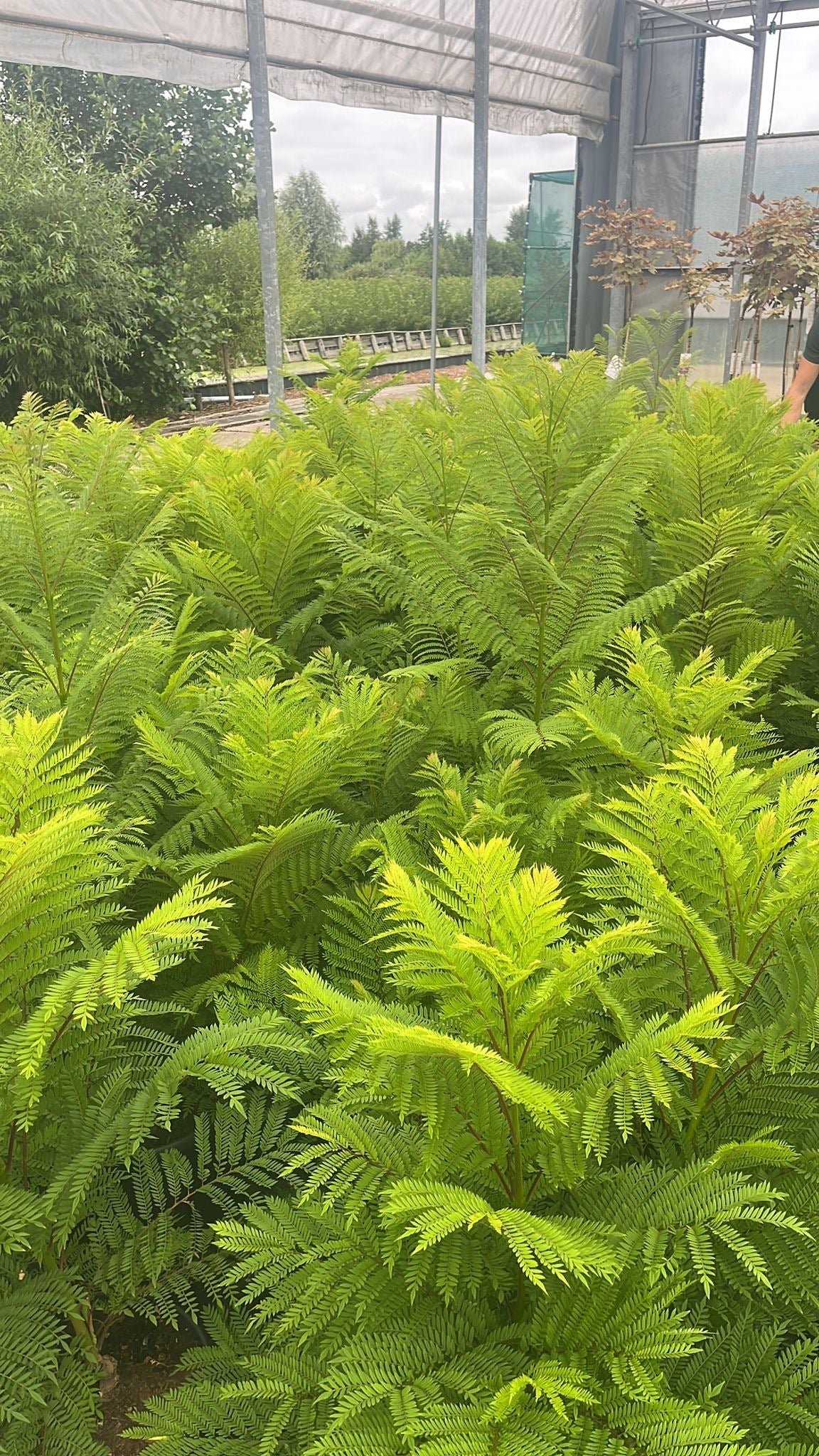 Jacaranda mimosifolia ‘Bonsai Blue’ - Dwerg-Jacaranda