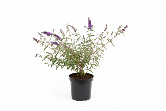 Violette buddleja bloemen met zachte, hangende bloemtrossen en groene bladeren. Perfect voor tuinversiering en insecten aanleg, met natuurlijke kleuren en levendige textuur.