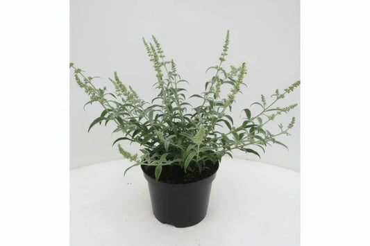 Een zacht witte bloemtak van een buddleja, met fijne, kleine bloemen en zilvergrijze bladeren, perfect voor tuinieren en insecten. Ideaal voor tuinontwerp en decoratieve planten in de zomer.