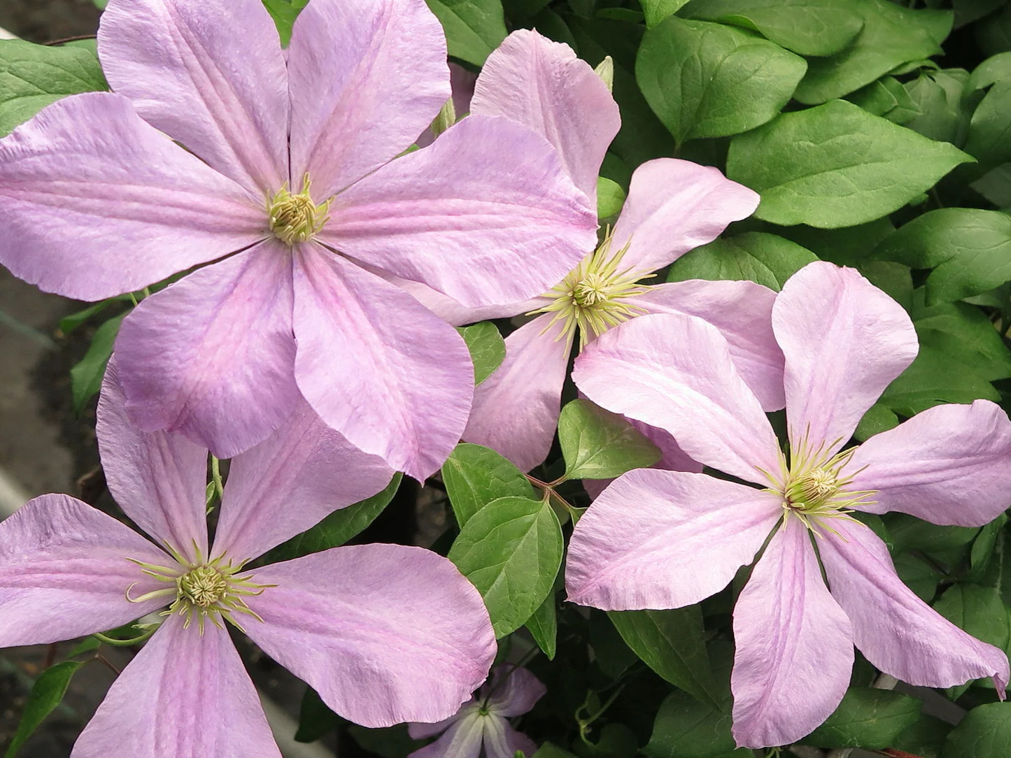 Clematis 'Comtesse de Bouchaud' - Roze bosrank
