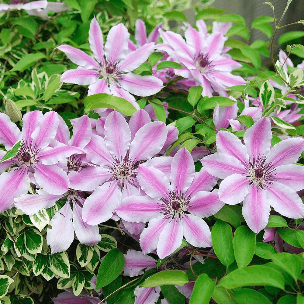 Clematis 'Nelly Moser' - Roze/witte bosrank