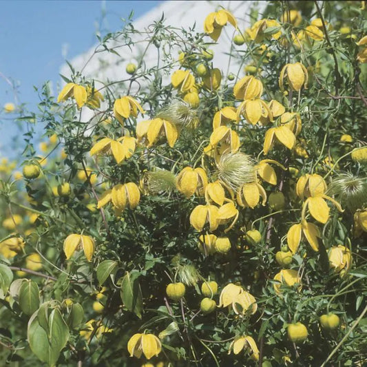 Grote, levendige gele clematisbloemen met donkere centra en groene bladeren, geplaatst op een klimplant voor tuinversiering. Perfect voor decoratieve tuinen en bloemenliefhebbers.