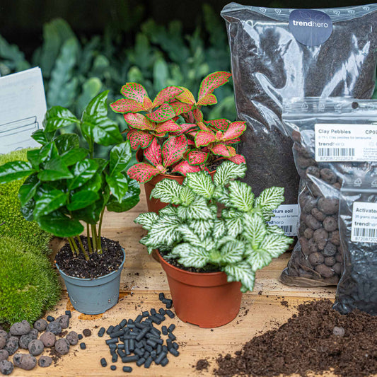 Een terrariumkit met groene planten, mossballen, grond, kweekzaden en een handleiding voor binnenruimte. Ideaal voor decoratieve planten en groene ruimte in huis of kantoor.