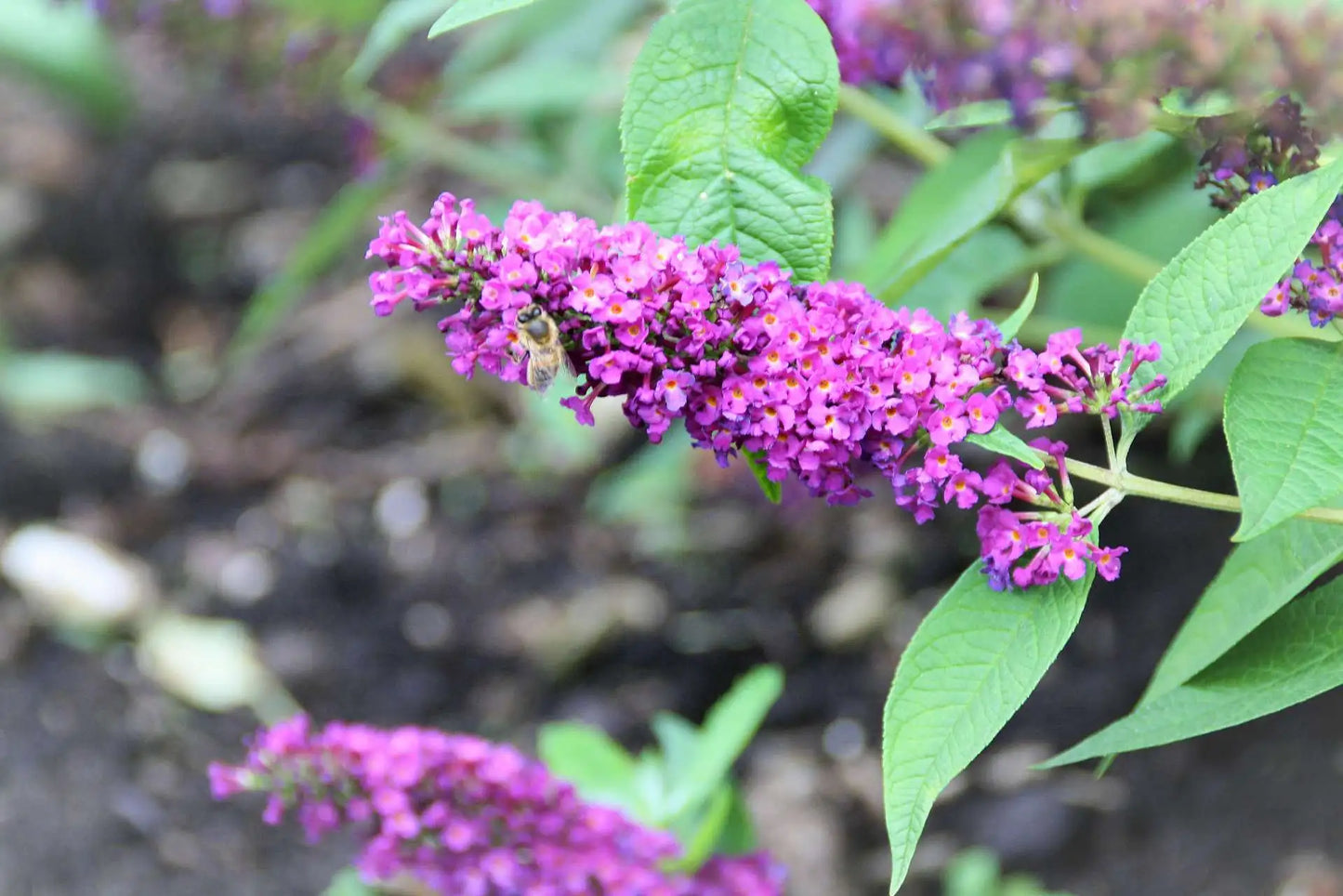 Buddleja 'Miss Violet' - Vlinderstruik