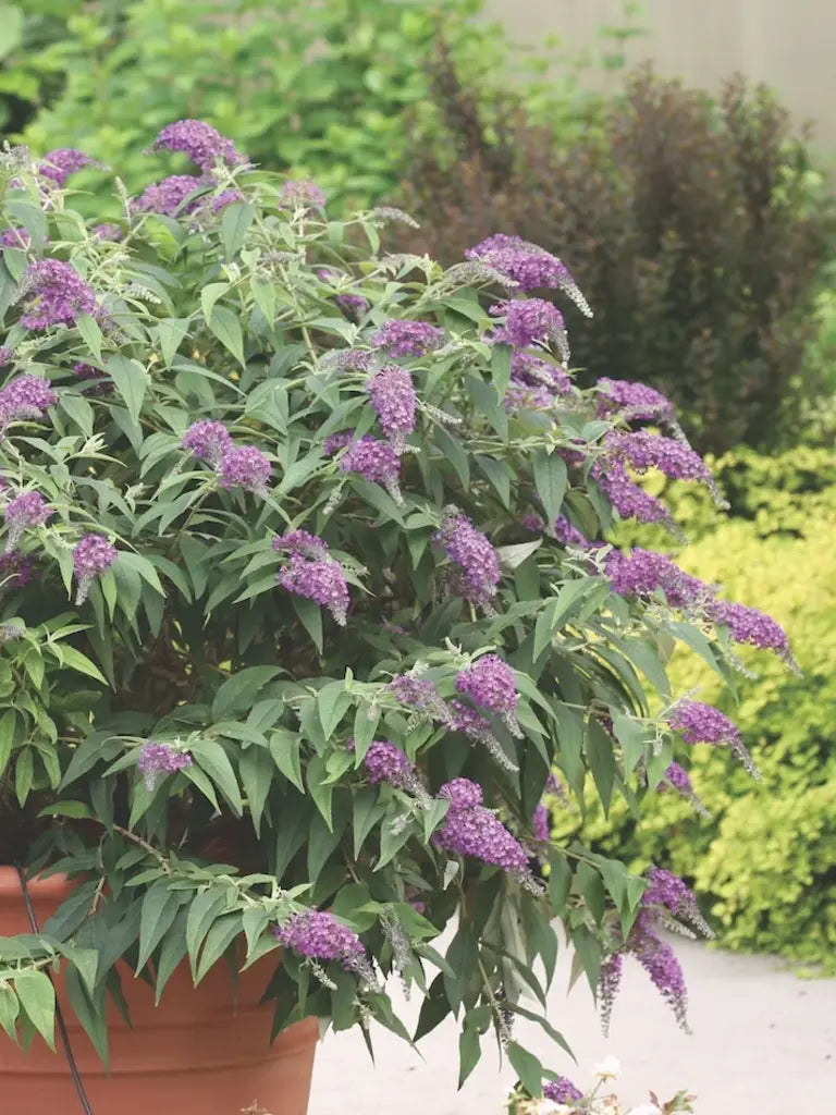 Buddleja 'Lilac Chip' - Dwergvlinderstruik Lila