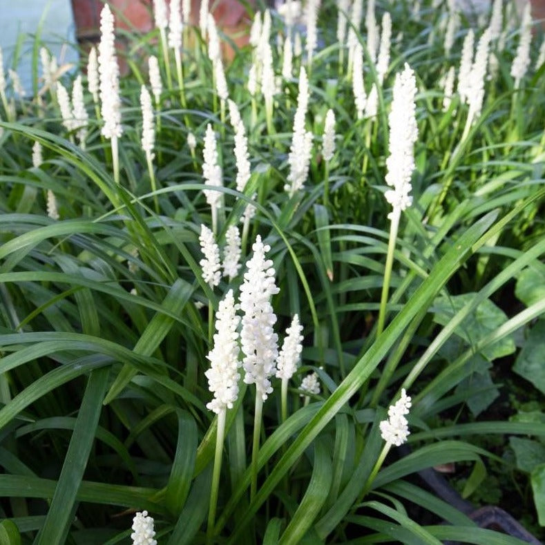 Liriope muscari 'Monroe White' - Leliegras
