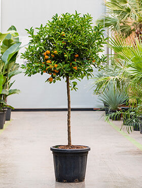 Citrus (citrofortunella) calamondin