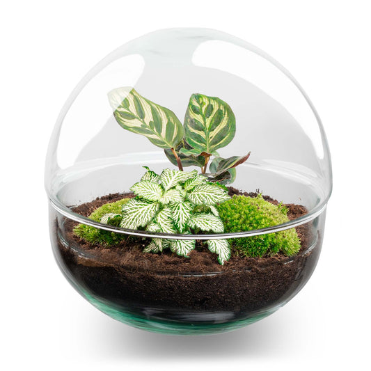 Comnox - Dome - DIY Terrarium Kit - Zelfregulerend Ecosysteem - 20 cm