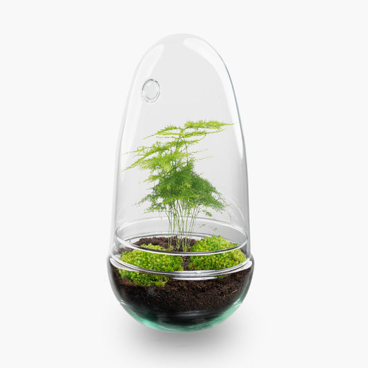Een glazen terrarium met een groene aspergeplant, omringd door levendig mos en donkere grond, perfect voor binnenruimte decoratie en als decoratief element in een moderne woonkamer.