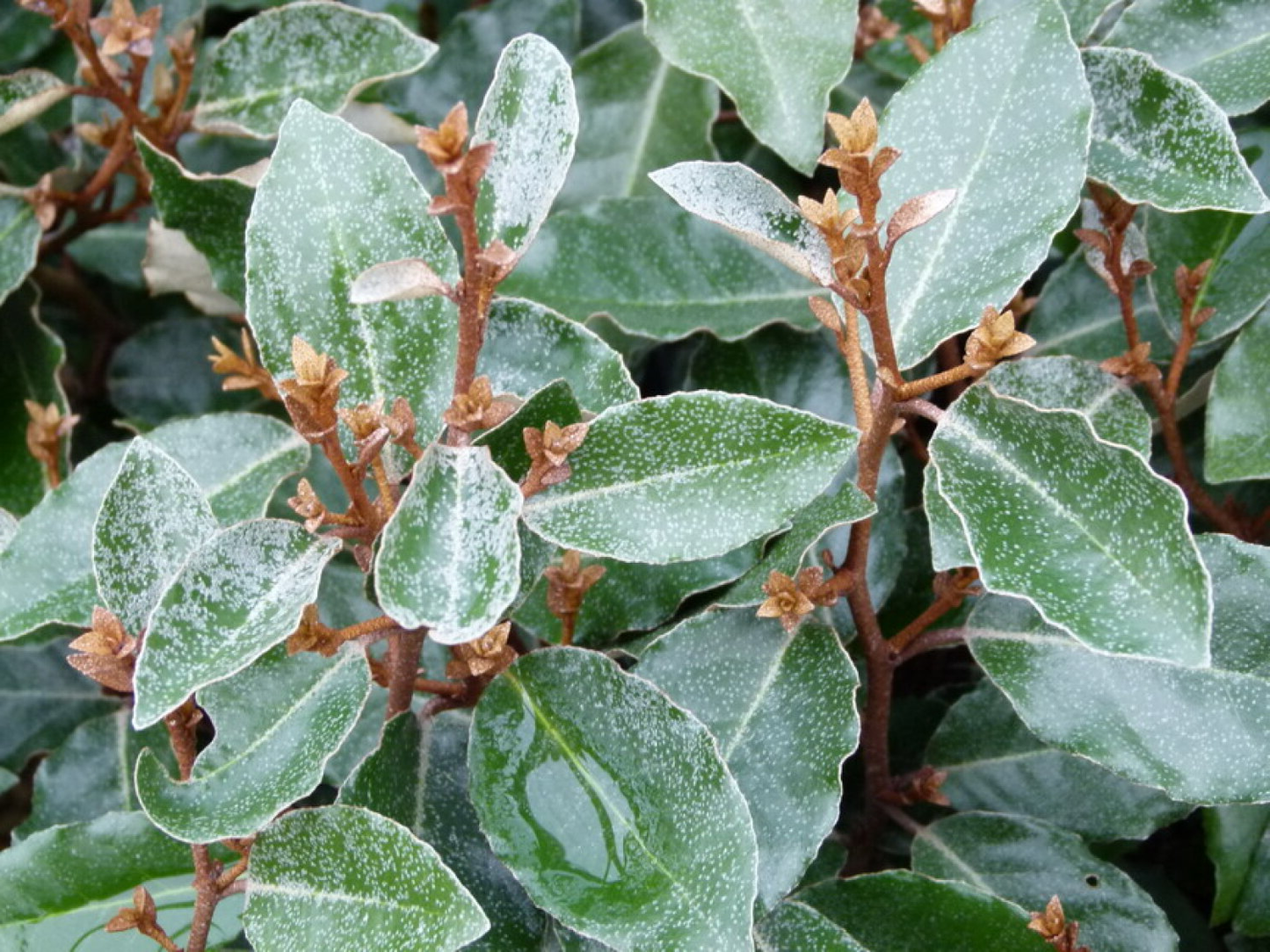 Elaeagnus ebbingei 'Compacta' - Olijfwilg - Kant-en-klaar haag