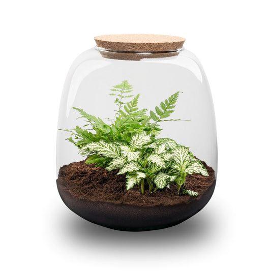 Een glazen terrarium met een korken dop, gevuld met donkere aarde en groene planten, inclusief een wit-groene variegated soort. Ideaal voor binnenlandse decoratie en als decoratief element in woonruimtes.