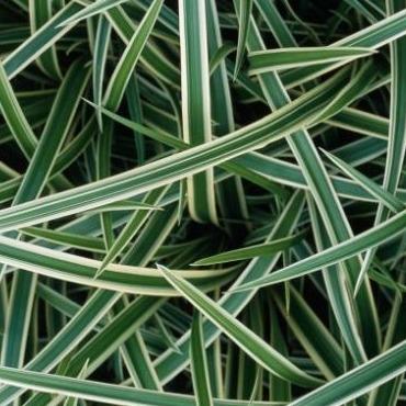 Carex morrowii 'Ice Dance' - Zegge