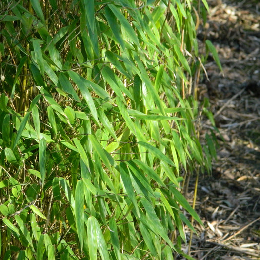 Groene bamboestengels met glanzende bladeren, geplaatst tegen een stenen achtergrond. Perfect voor tuindecoratie of als natuurlijke scheidingswand in een moderne tuin.