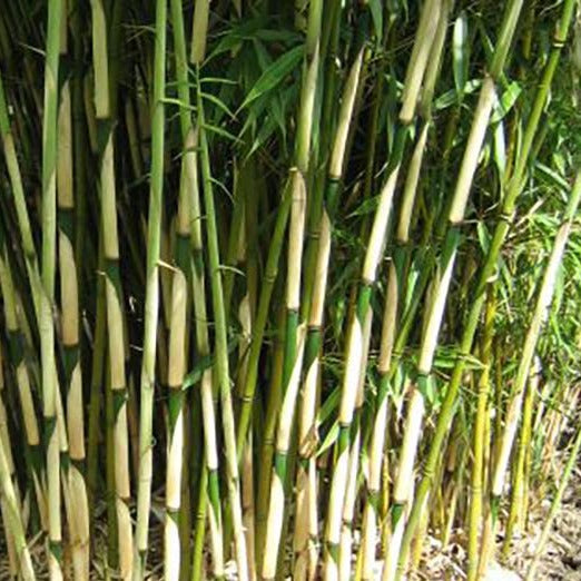 Fargesia robusta 'Campbell' - Niet woekerende bamboe pakket 10 meter