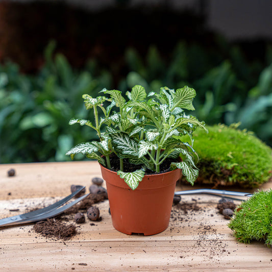 Een levendige, groene netbladplant met witte aders, geplaatst in een donkere, organische pot. Perfect voor binnenruimtes als decoratieve tuinplant of air-purifier.
