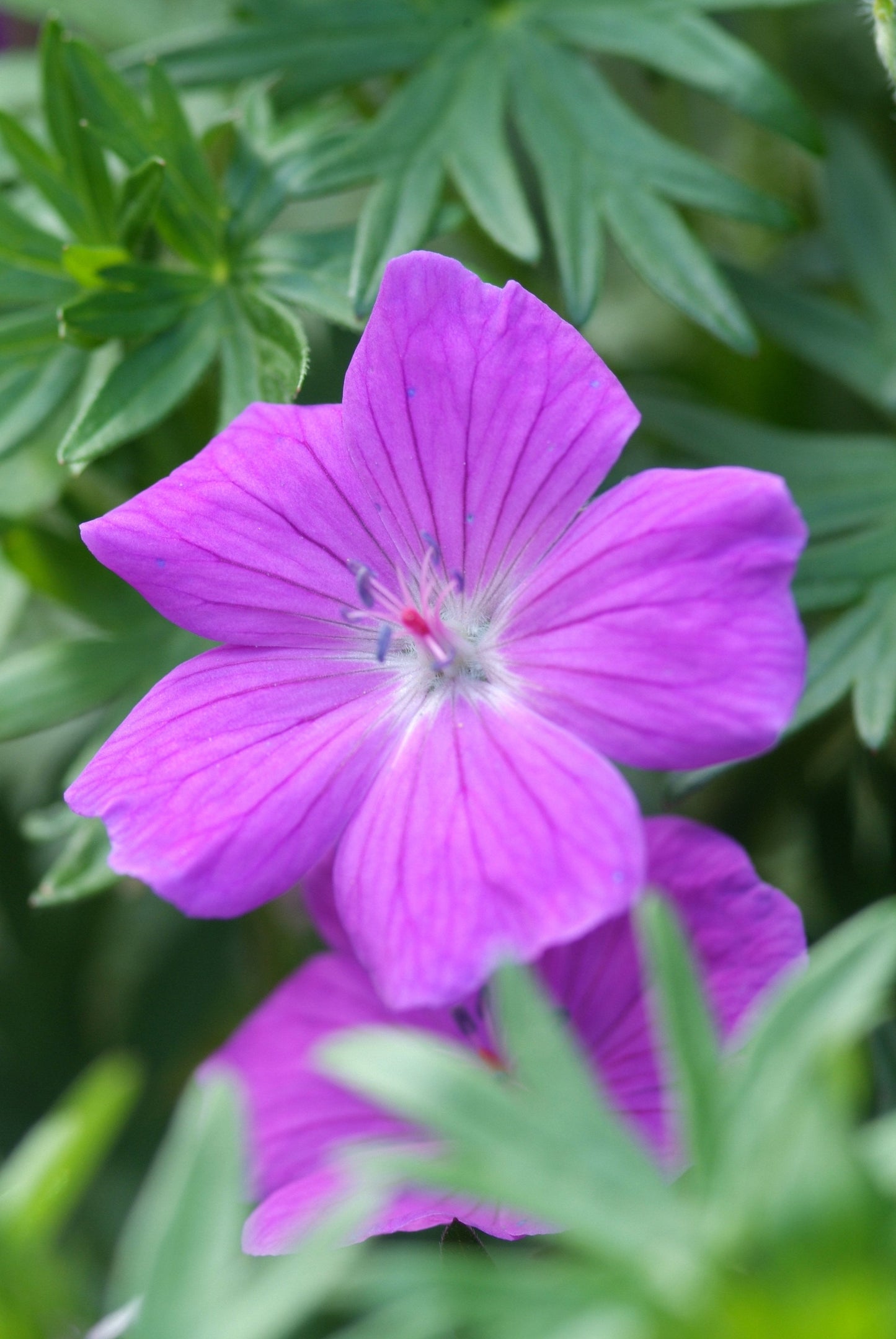 Geranium sang. 'Max Frei' - Ooievaarsbek