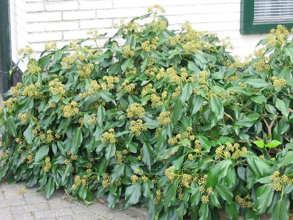 Hedera colchica 'Fall Favourite' - Kaukasische Struikklimop