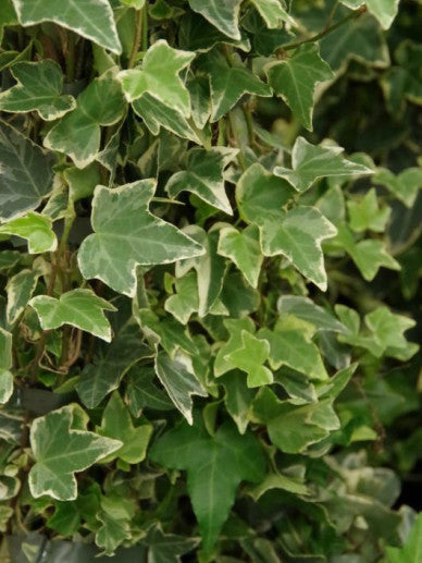 Hedera helix Eva - Bonte klimop